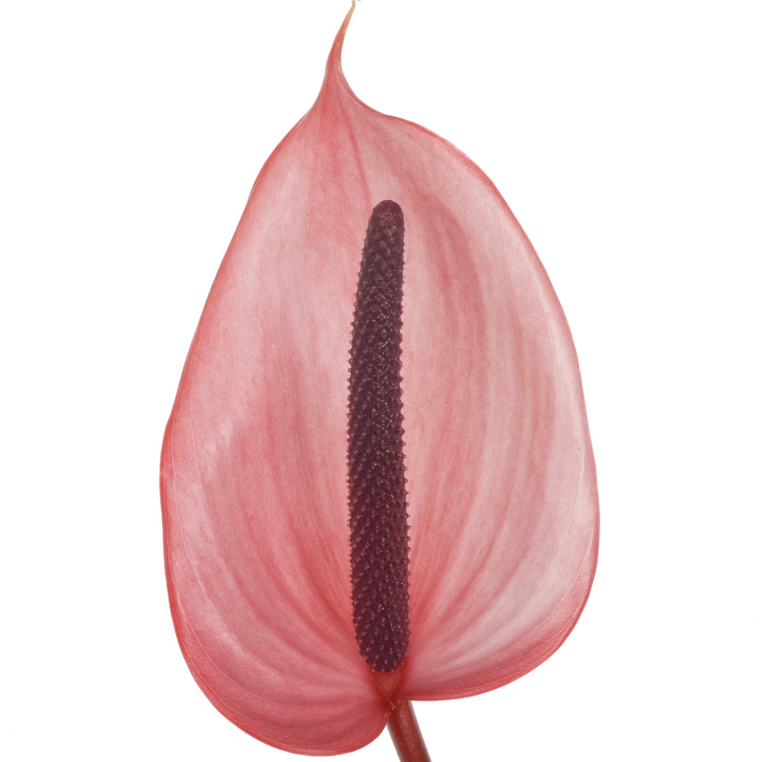 Anthurium rosa Xavia Blüte 11cm