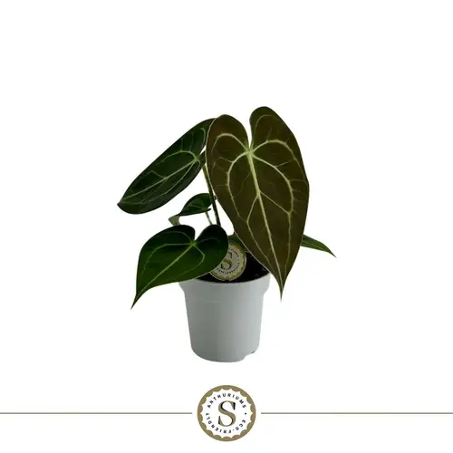 Anthurium grün T07 H025