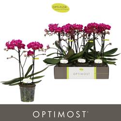 Phal.2-R fuchsia Morelia T12 H045