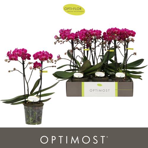 Phal.2-R fuchsia Morelia T12 H045