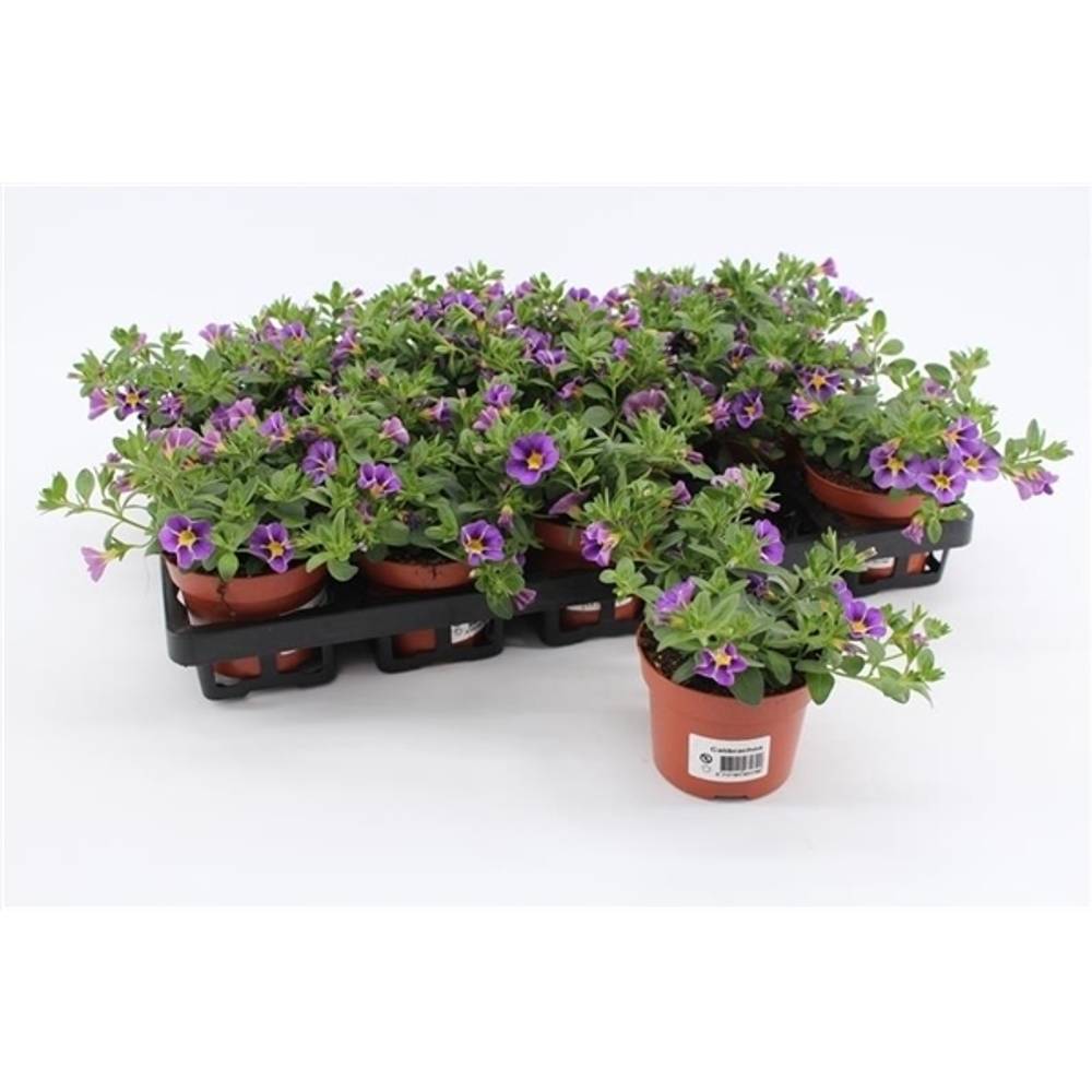 Calibrachoa blau Rave T10,5 H015