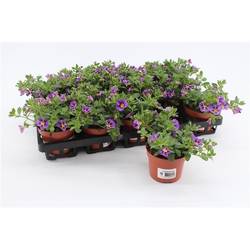Calibrachoa blau Rave T10,5 H015