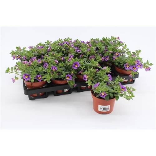 Calibrachoa blau Rave T10,5 H015