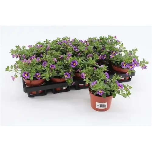 Calibrachoa blau Rave T10,5 H015