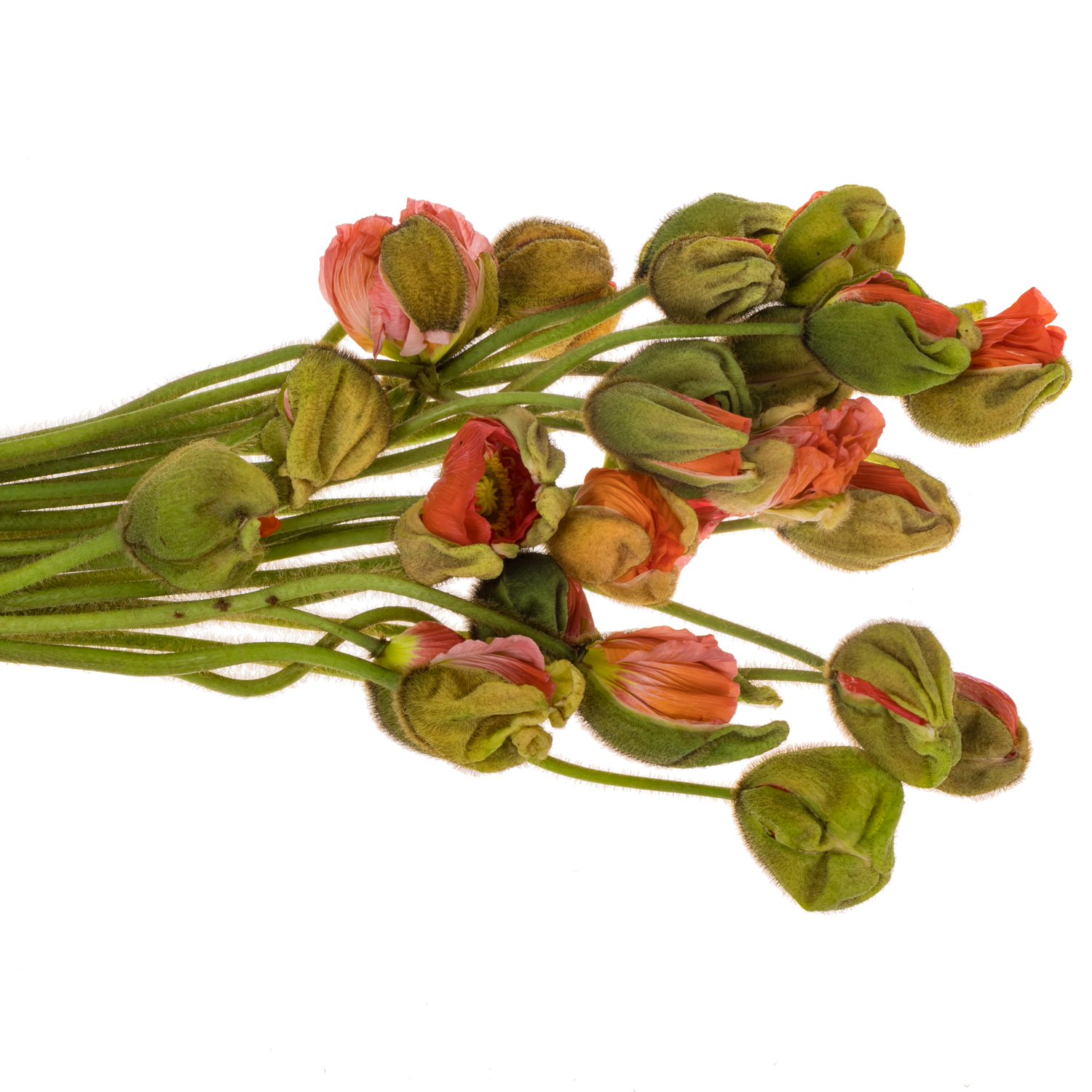 Klatschmohn Pink Super 50cm