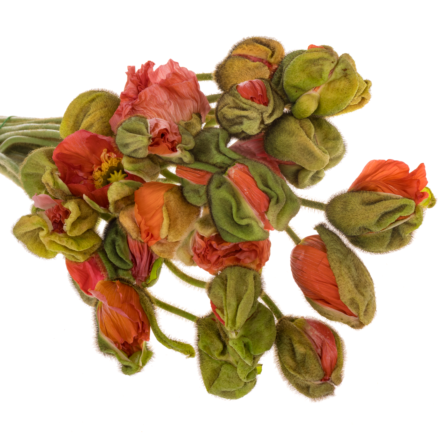 Klatschmohn Pink Super 50cm