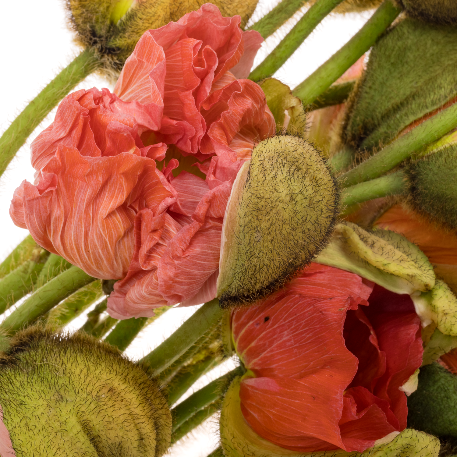 Klatschmohn Pink Super 50cm