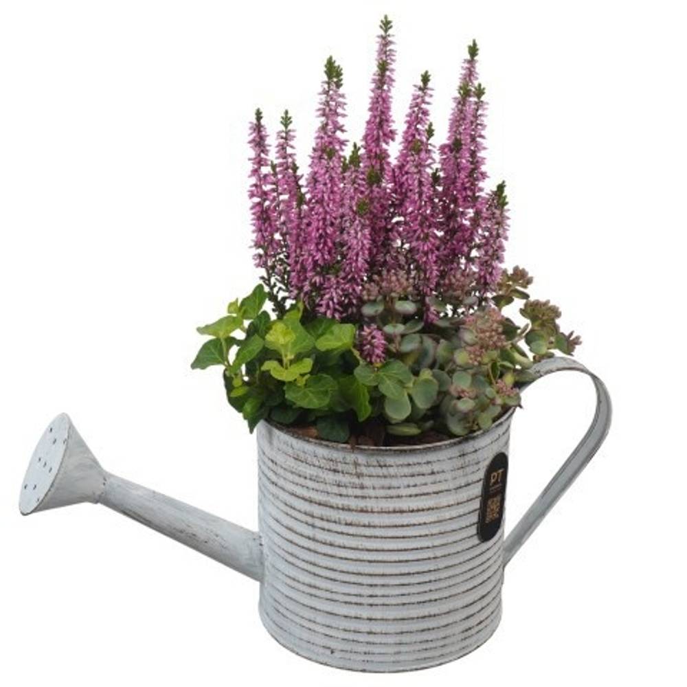 Garten.Arr PTHO7590 Herbst T34 H033