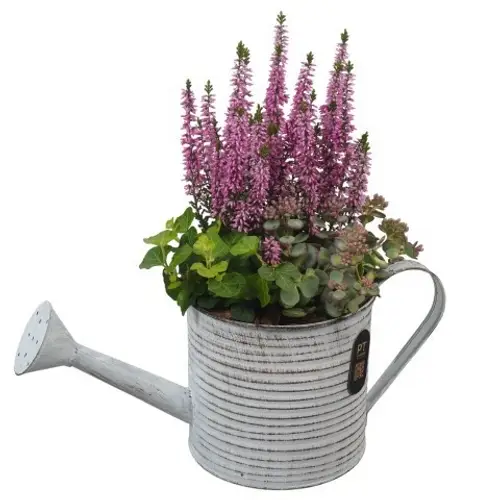 Garten.Arr PTHO7590 Herbst T34 H033