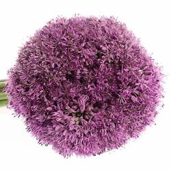 Allium lila Gladiator 80cm
