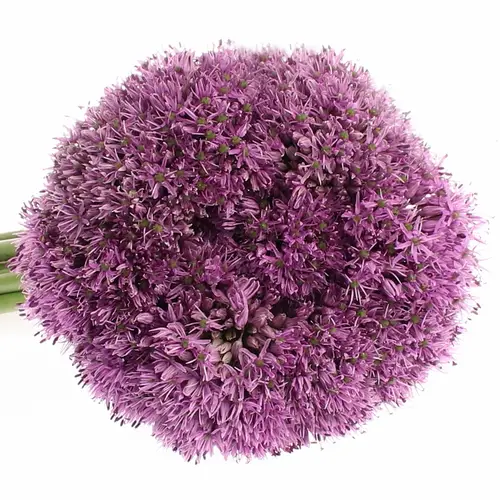 Allium lila Gladiator 80cm