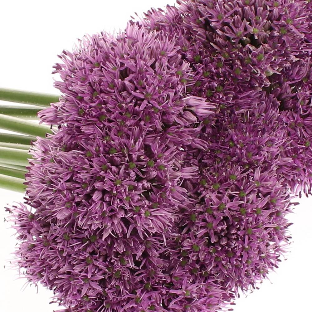 Allium lila Gladiator 80cm