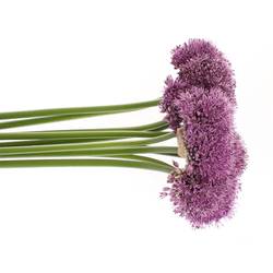 Allium lila Gladiator 80cm