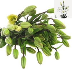 Lilie asiatisch weiss Navona 3+Blüte 65cm