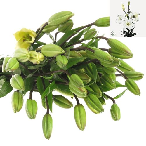 Lilie asiatisch weiss Navona 3+Blüte 65cm