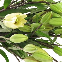 Lilie asiatisch weiss Navona 3+Blüte 65cm
