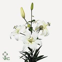 Lilie asiatisch weiss Navona 3+Blüte 65cm