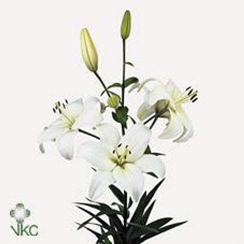 Lilie asiatisch weiss Navona 3+Blüte 65cm