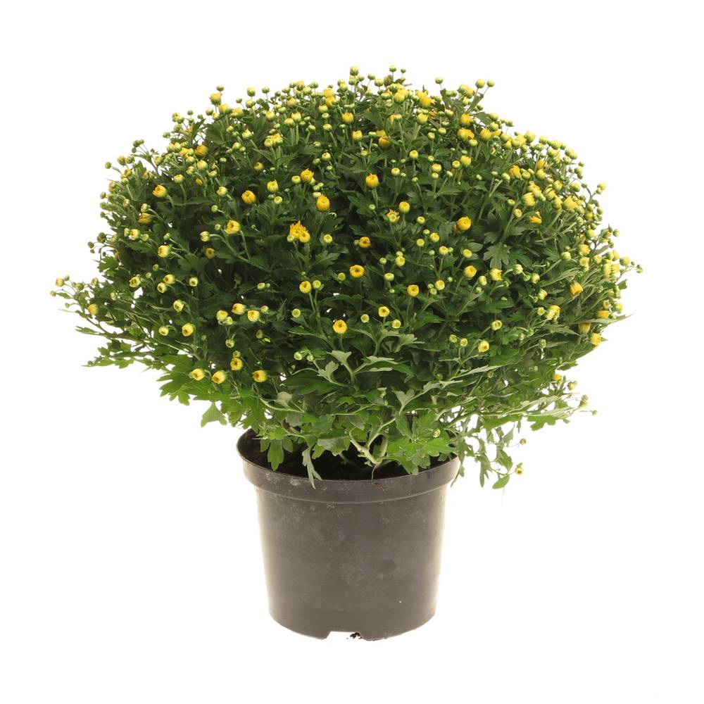 Chrys.Kugel gelb 40cm T19 H40