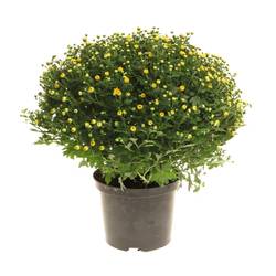 Chrys.Kugel gelb 40cm T19 H40