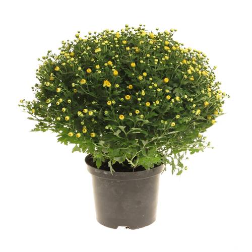 Chrys.Kugel gelb 40cm T19 H40