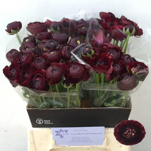 Ranunkel weinrot Success Nerone x 10 28 Gramm 45cm