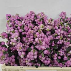 Schneebeere Rosa Dunkel Elegance 50cm