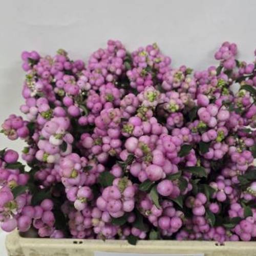 Schneebeere Rosa Dunkel Elegance 50cm