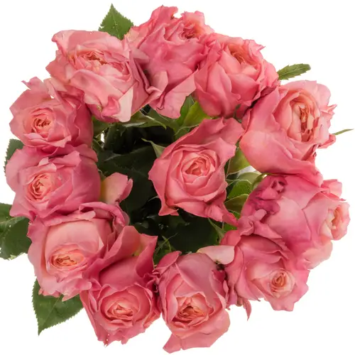 Rose hell rosa/apricot Victorian Secret 50cm