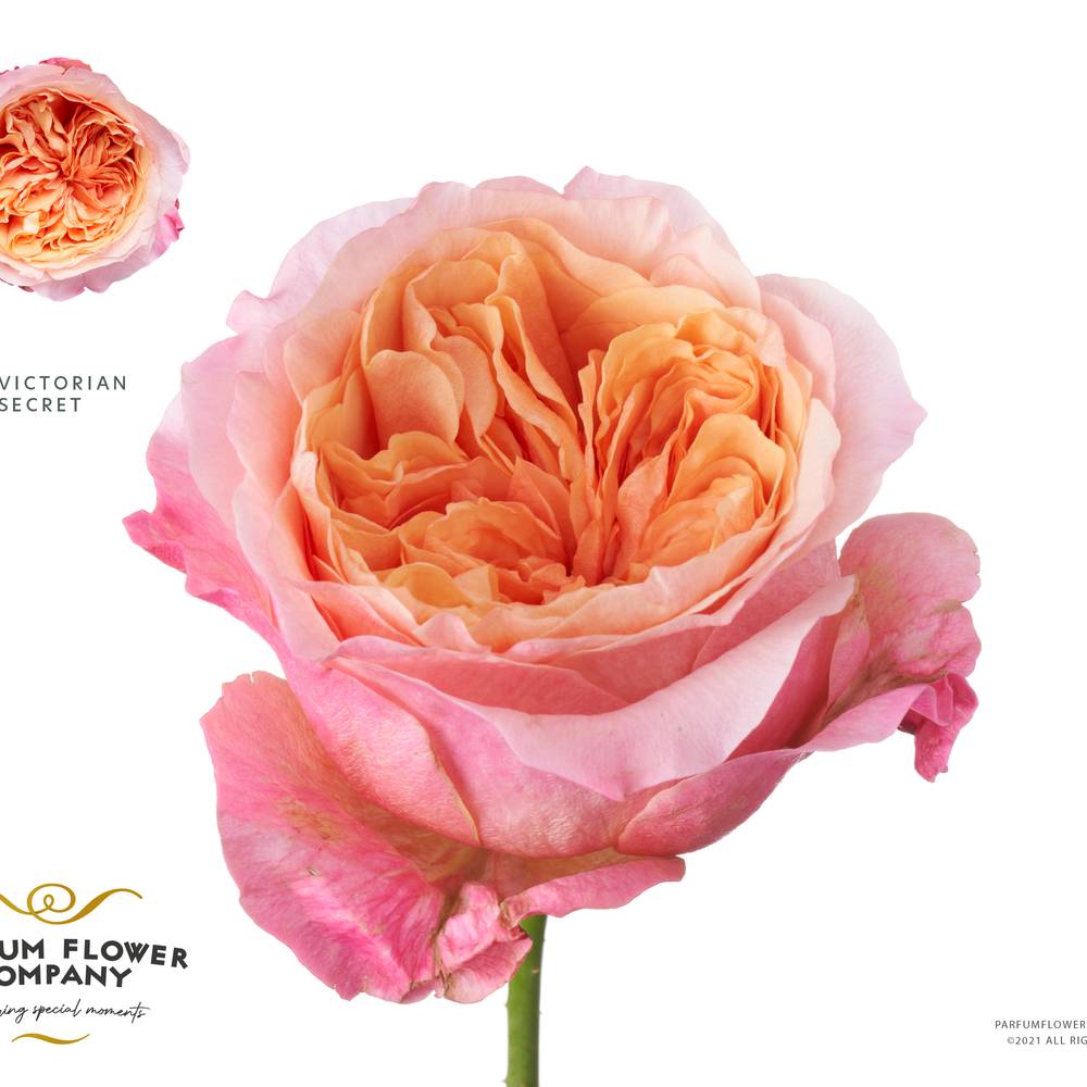 Rose hell rosa Victorian Secret 50cm