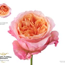 Rose hell rosa Victorian Secret 50cm