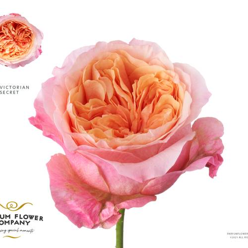 Rose hell rosa Victorian Secret 50cm