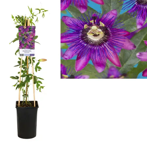 Passiflora Beervelde T17 H075