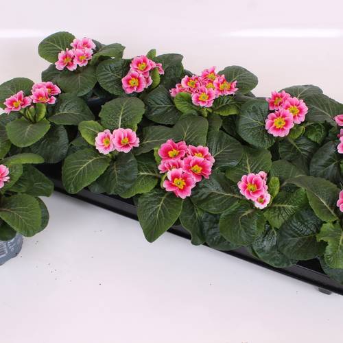 Pr.Acaulis hell rosa Appleblossom T10 H015