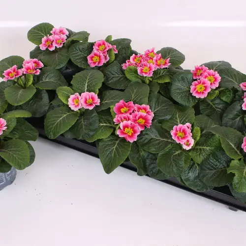 Primula Acaulis hell rosa Appleblossom T10 H015