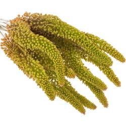 Eremurus orange emmy ro 70cm