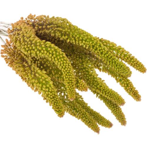 Eremurus orange emmy ro 70cm