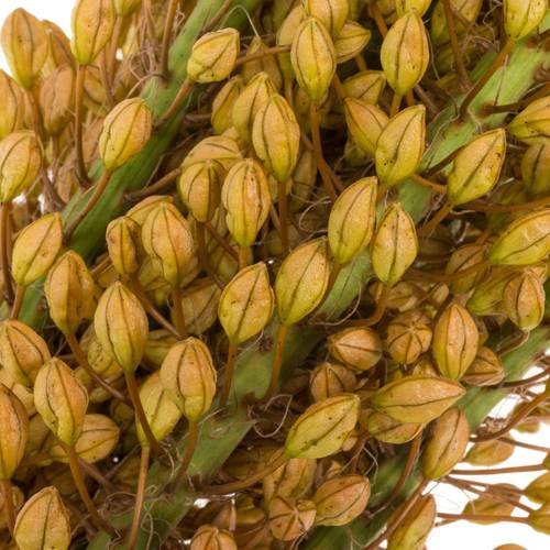 Eremurus orange emmy ro 70cm