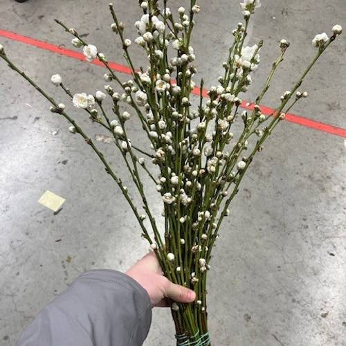 Prunus weiss 60cm