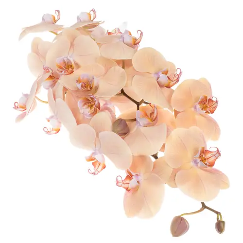 Phalaenopsis apricot Royal 45 Blüte 3 Stiele 80cm