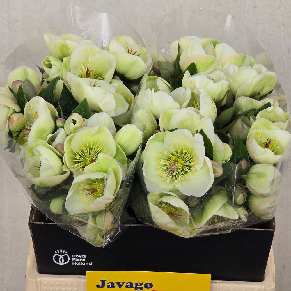 Helleborus hell grün Moondance 40cm