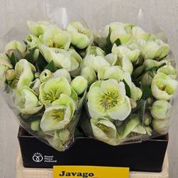 Helleborus hell grün Moondance 40cm