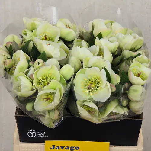 Helleborus hell grün Moondance 40cm