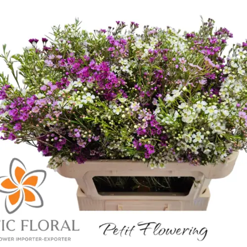 Wachsflower mix 50 Gramm 70cm