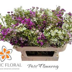 Wachsflower mix 50 Gramm 70cm