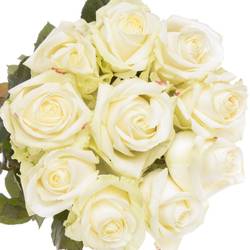 Rose creme/weiss Avalanche Superior SK Roses 60cm