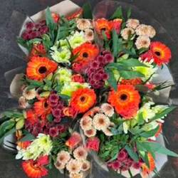 Strauß Raven orange 50cm 12 Stiele