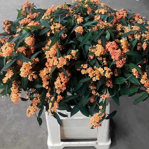 Euphorbia orange supernova Blüte 80cm