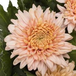 Chrys.Deko apricot/rosa Marielle
