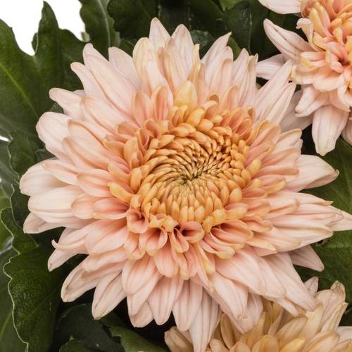 Chrys.Deko apricot/rosa Marielle